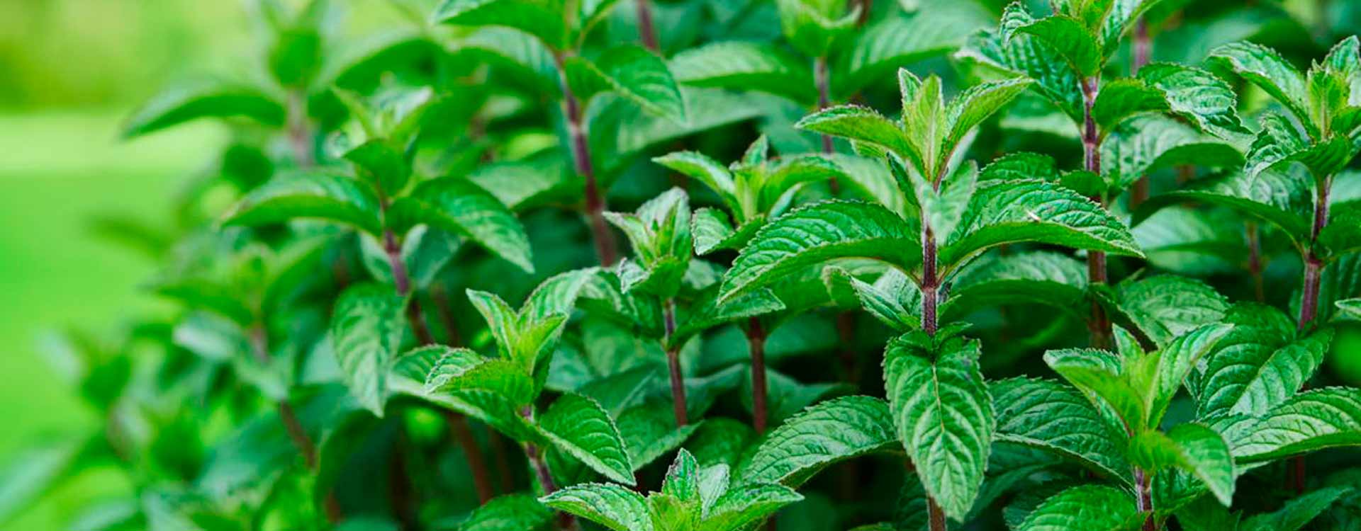 Aceite esencial de menta