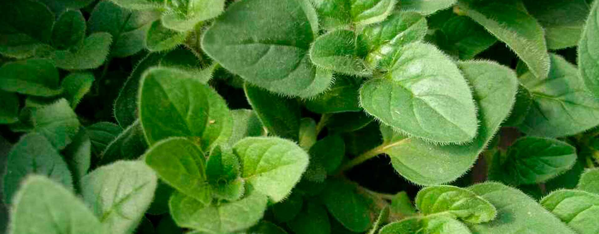 Aceite esencial de Orégano