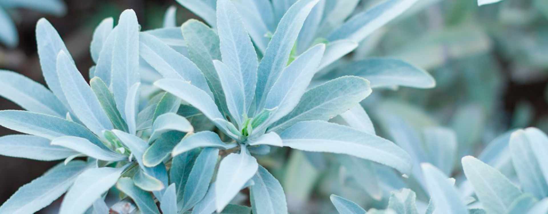 Aceite esencial de Salvia