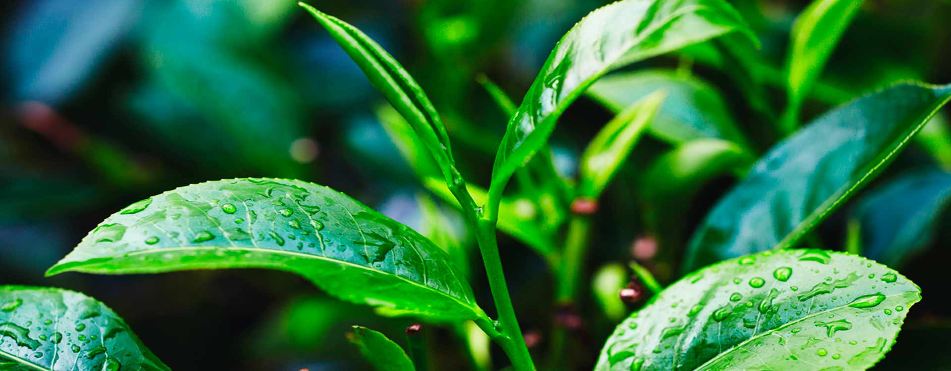Aceite esencial de Tea Tree
